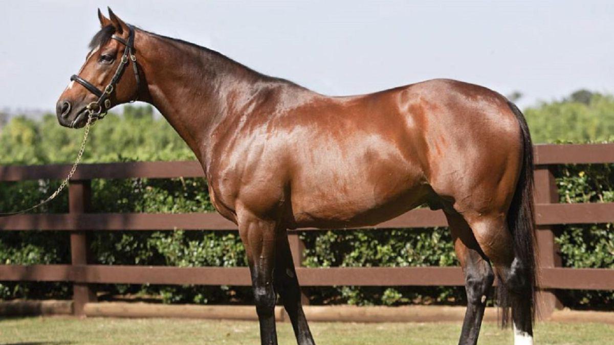 El insólito negocio de Thomas Müller: acusado de maltrato animal por dejar que sus caballos tengan “actos sexuales antinaturales”