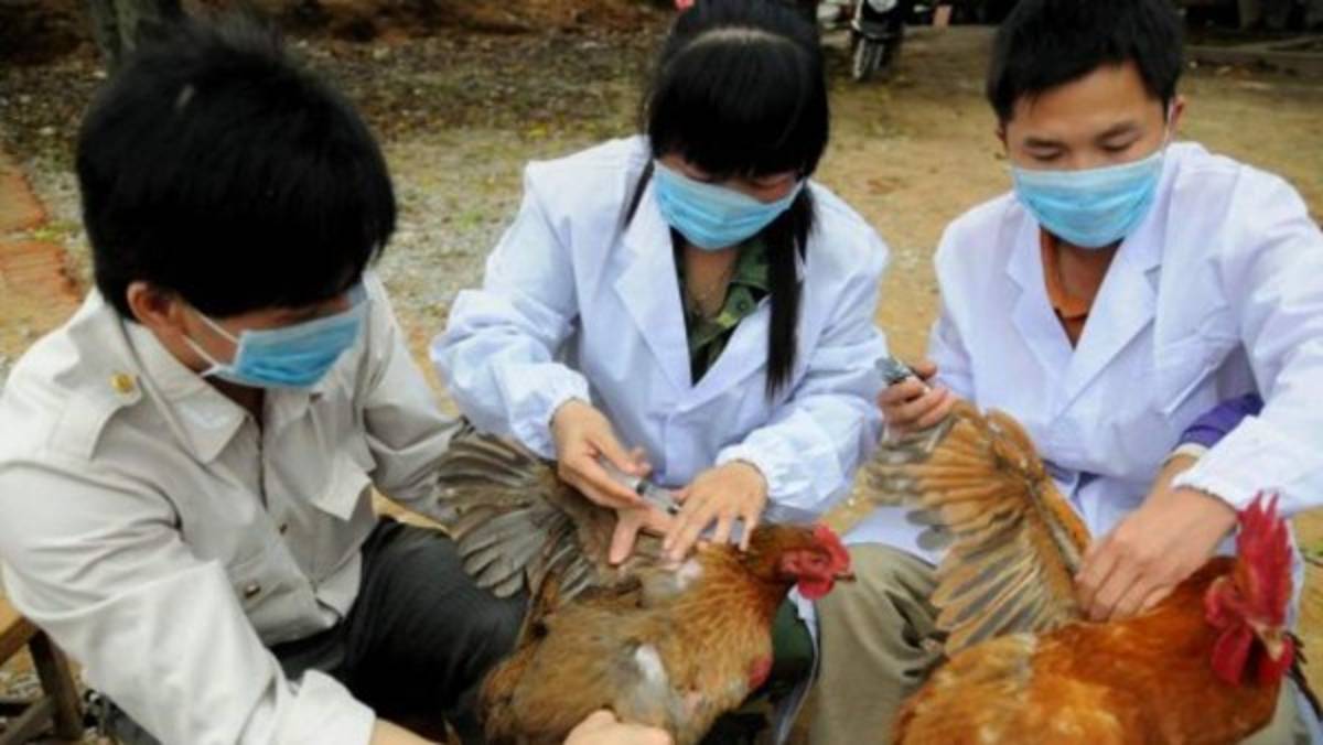 ¡Transmitidos por ratas, monos y aves! Estos son los 10 virus más letales en el mundo