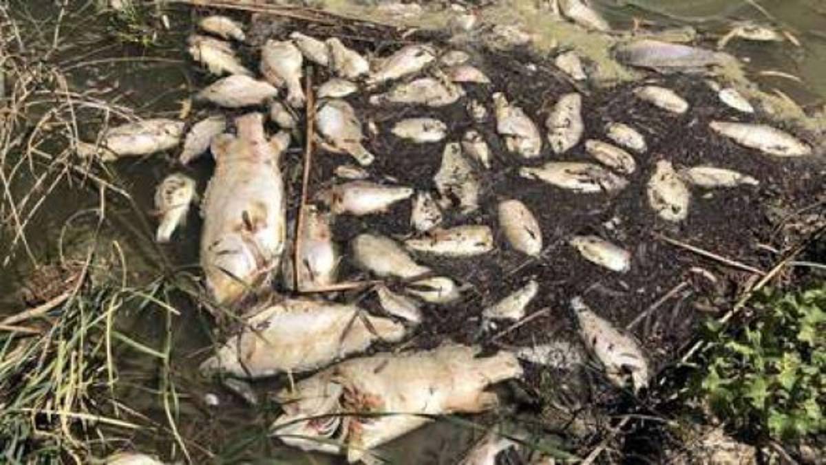 Animales muertos y carreteras derretidas: Las terribles imágenes de la ola de calor en Australia