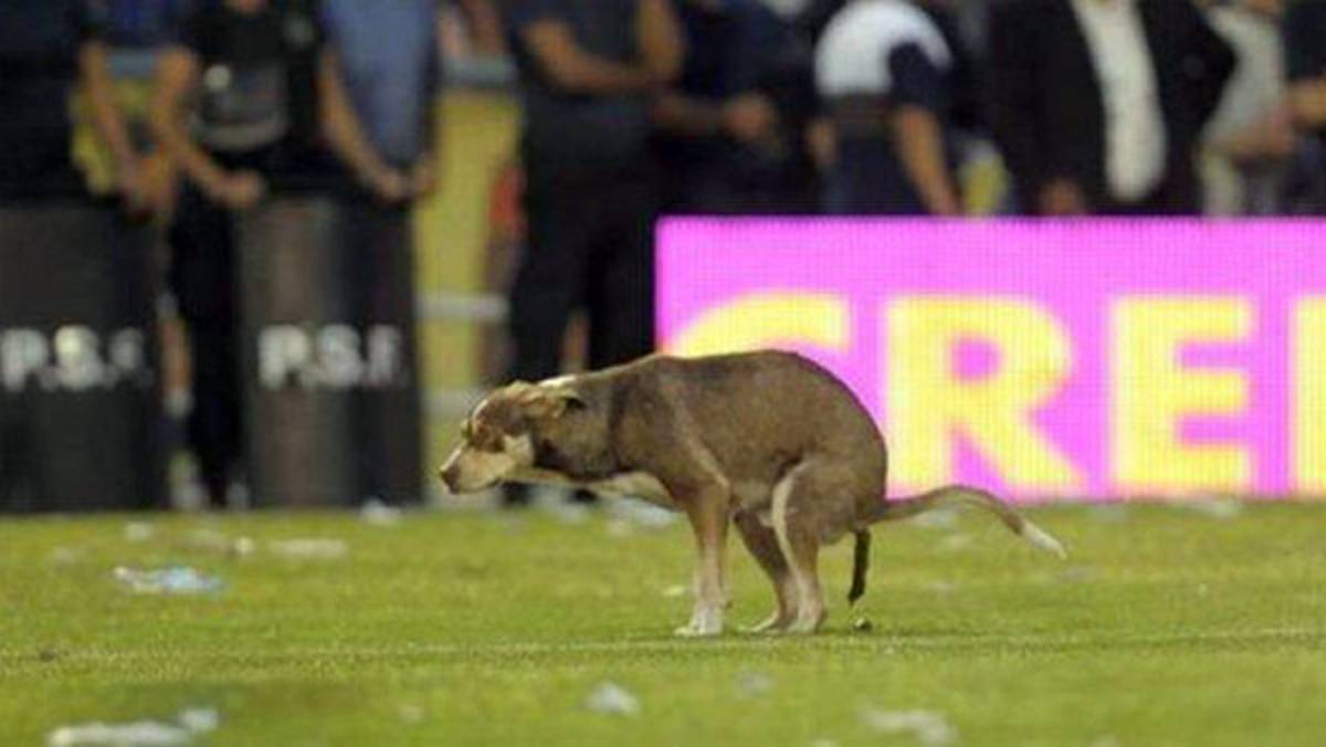 VIDEO: En Argentina perro ingresa a la cancha, defeca e intenta morder al árbitro