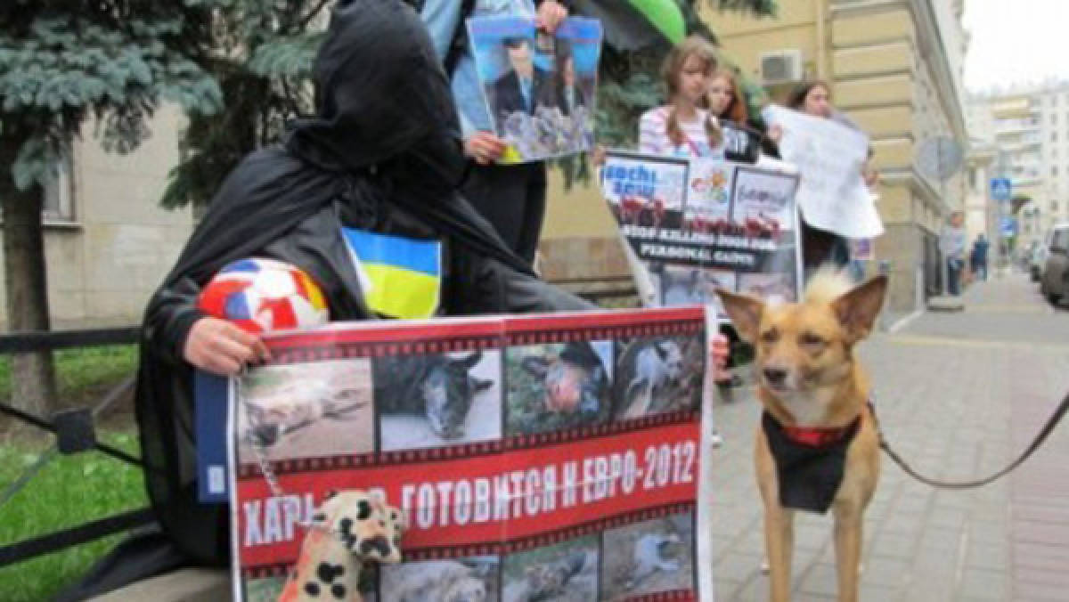 Asesinan 250 mil perros y gatos en Ucrania