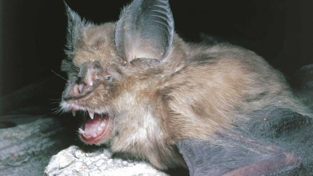 Como película de terror: El laboratorio que dejó escapar el coronavirus ¿cómo arma biológica?