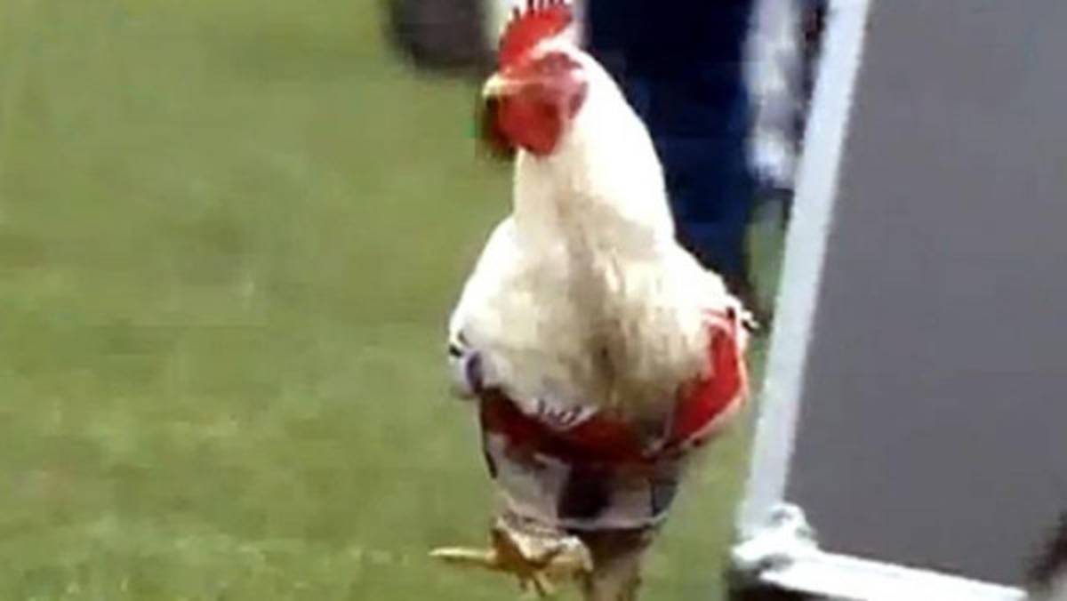 VIDEO: Afición de Quilmes lanza gallinas a River Plate