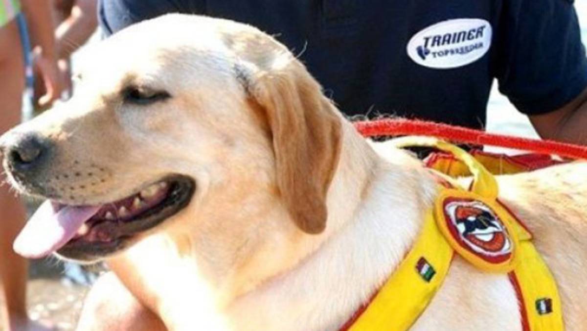 El perro, mascota de Totti, que savó la vida de dos personas