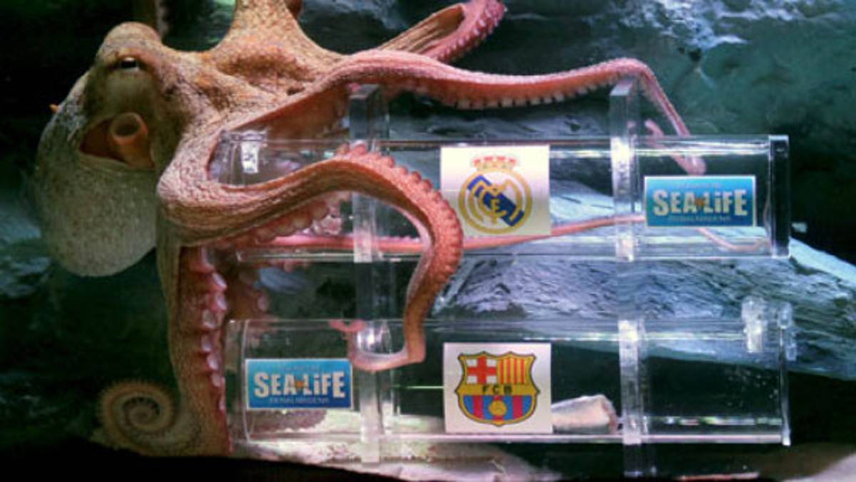 El pulpo augura clasificación del Madrid