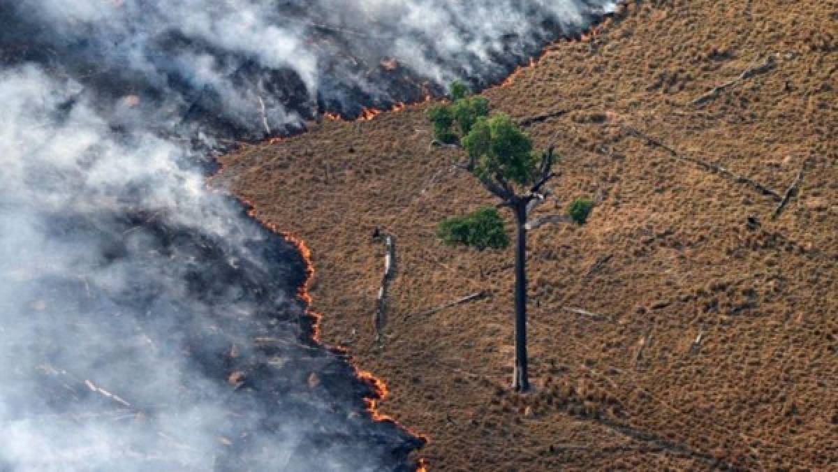 Las imágenes del terrible incendio que devora el Amazonas, el pulmón del mundo