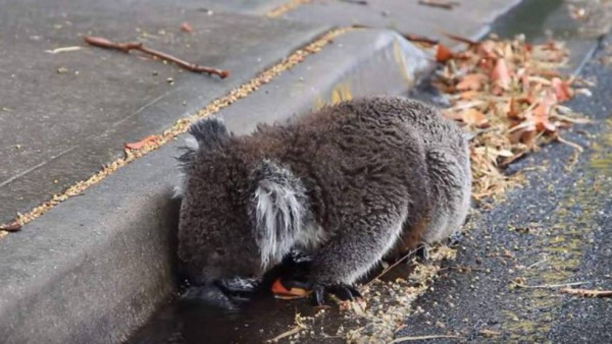 Animales muertos y carreteras derretidas: Las terribles imágenes de la ola de calor en Australia