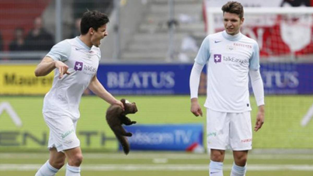 VIDEO: Futbolista quiso atajar a un hurón y terminó mordido