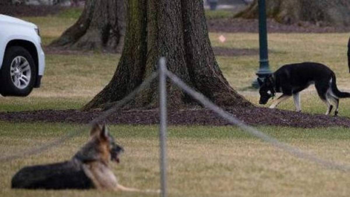 ¿Qué hicieron? Expulsan a los dos perros del presidente Joe Biden de la Casa Blanca