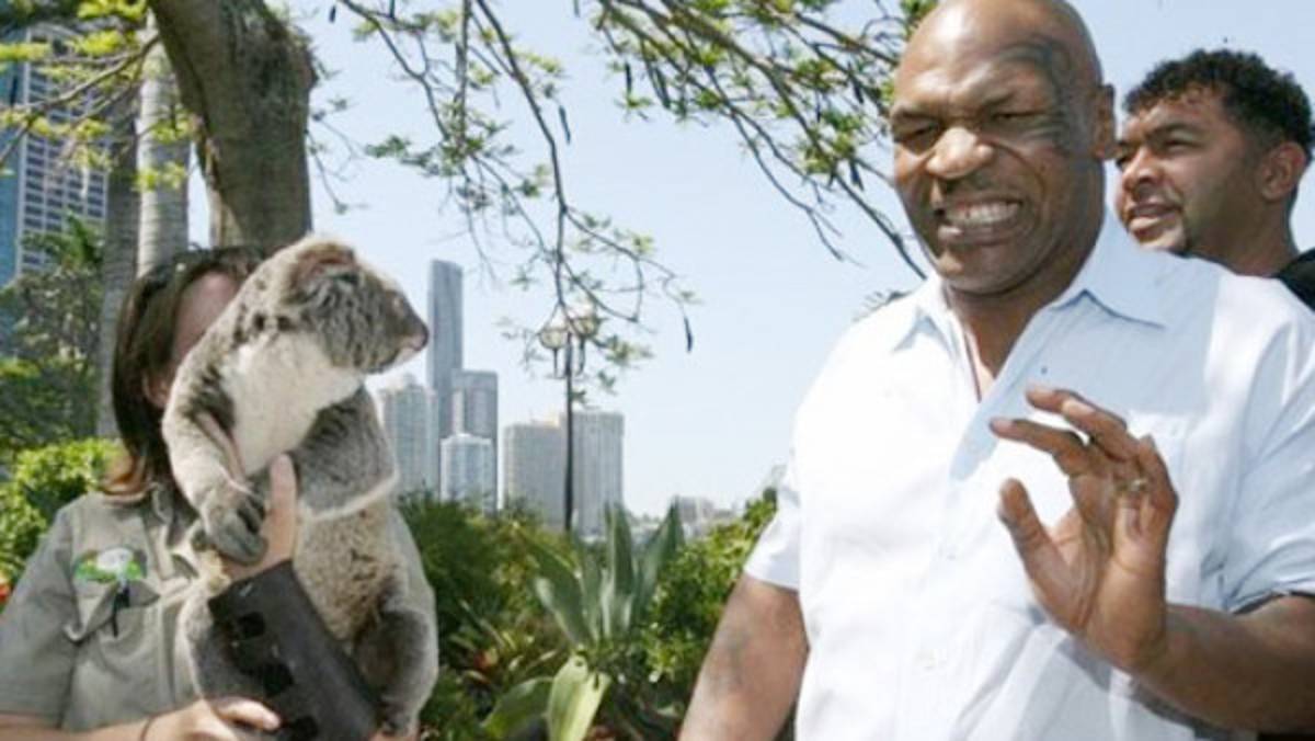 El pequeño Koala que puso en apuros a Mike Tyson