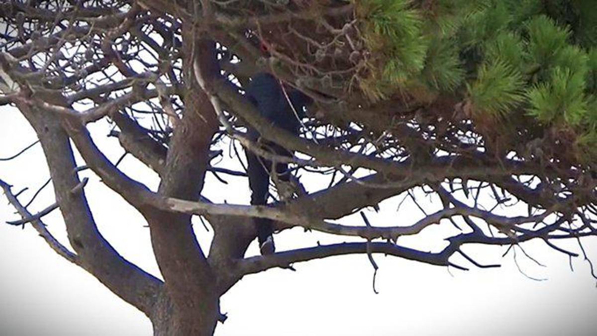 Quería quitarse la vida y Luis Suárez lo rescató: así fue el tenso momento y cómo se revirtió la fatal decisión