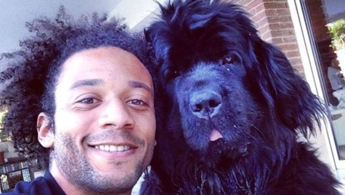 Conocé a las mascotas de los hondureños y otros futbolistas por el mundo