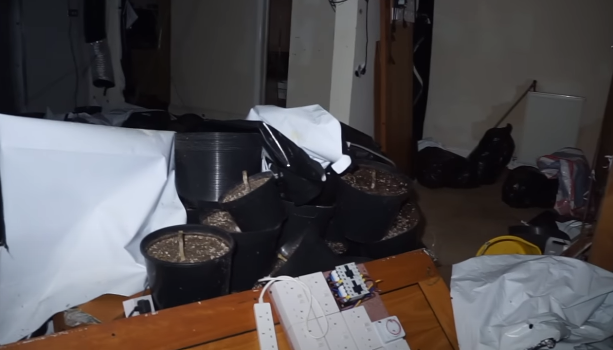 Youtuber se cuela a la mansión de un crack y se lleva tremenda sorpresa: una plantación industrial de marihuana