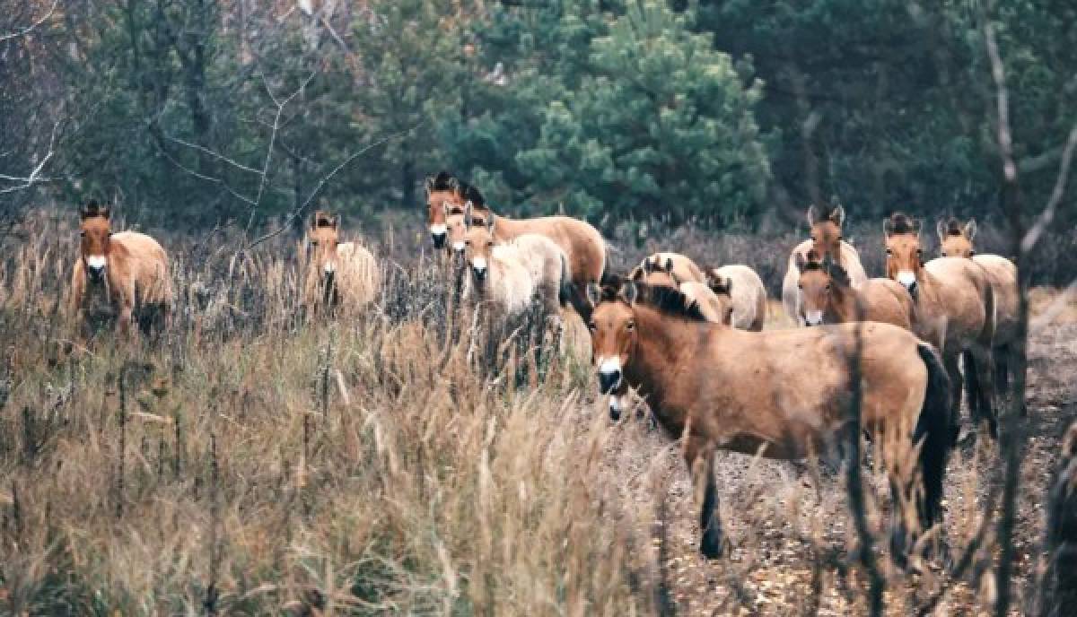 Así luce Chernobyl en la actualidad tras el desastre nuclear en 1986  