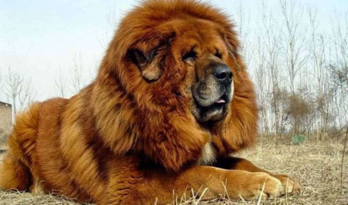 Los lujos que se puede dar Cristiano Ronaldo con su salario anual