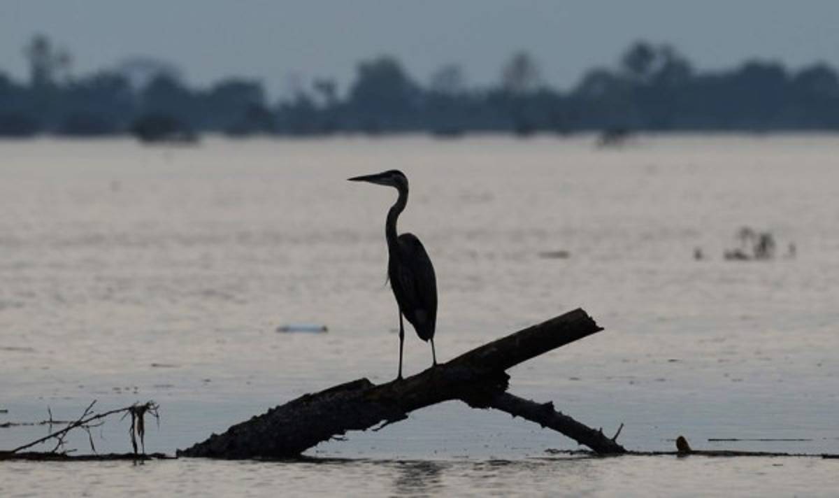 Fotos: Lluvias torrenciales del ciclón Eta resucitaron lagunas desaparecidas en San Pedro Sula