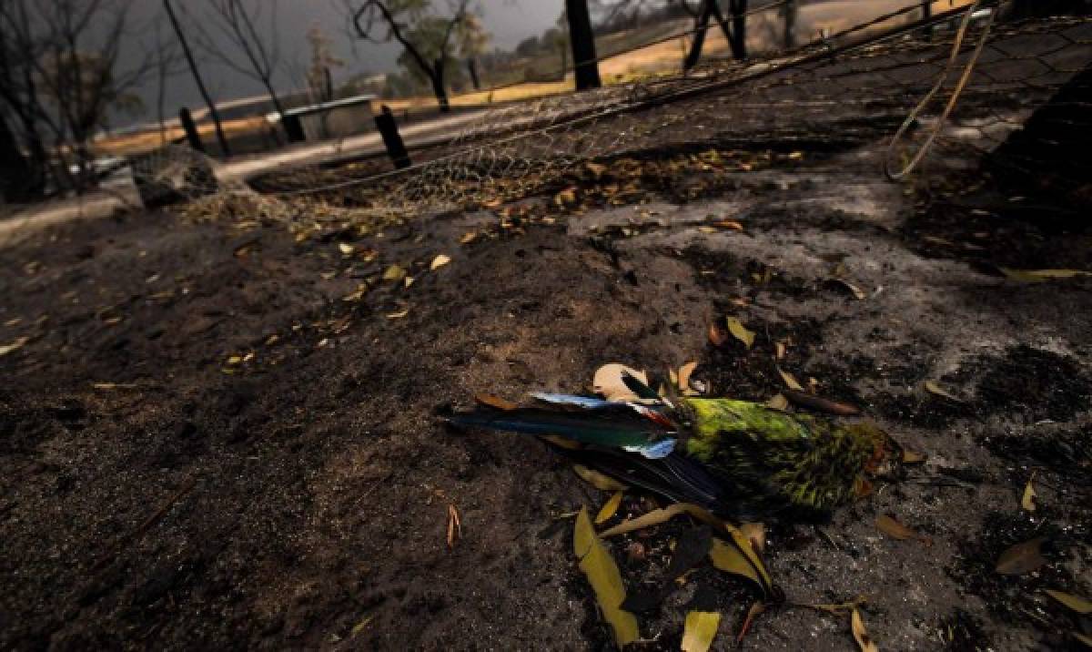Apocalípticas fotos del brutal incendio en Australia; casi medio millón de animales han muerto