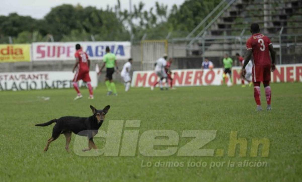 Sangre, abejas, chicas lindas y besos en las fotos curiosas de la fecha 7&nbsp;&nbsp;