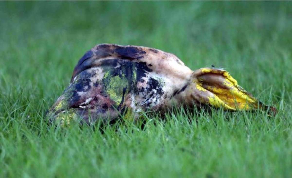 TOP: Las cosas más raras que han lanzado a un campo de fútbol