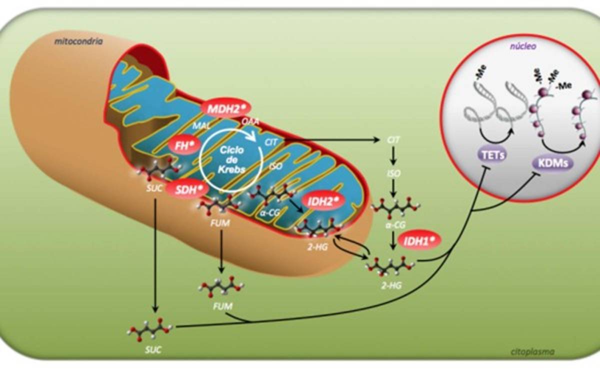Identifican un nuevo gen en los tumores neuroendocrinos hereditarios