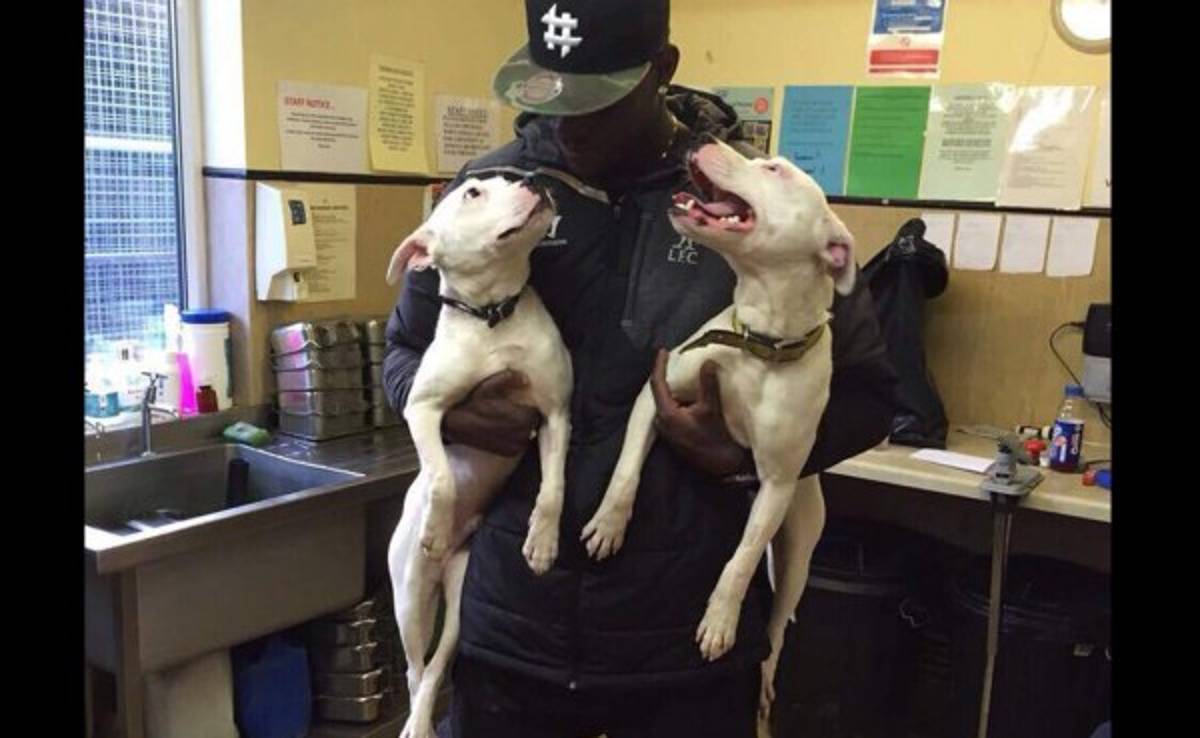 El italiano Mario Balotelli adopta a dos perros
