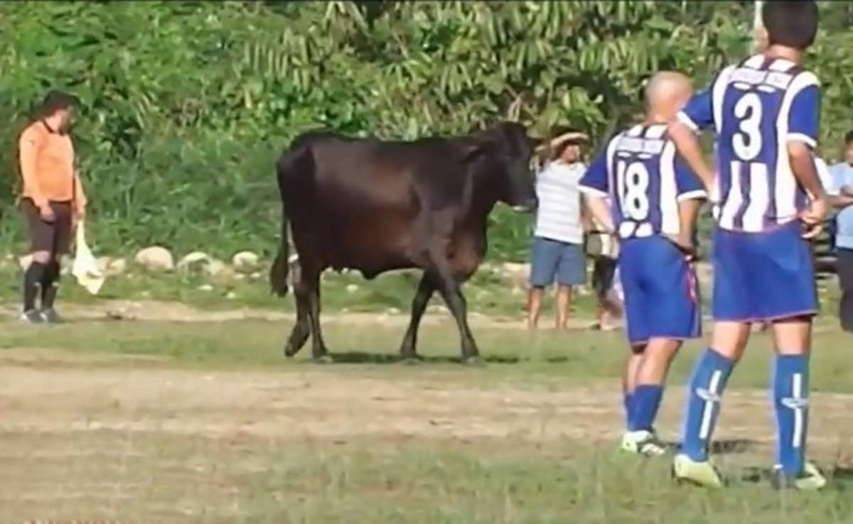 VIDEO: ¡Insólito! Vacas interrumpen partido de Copa Perú