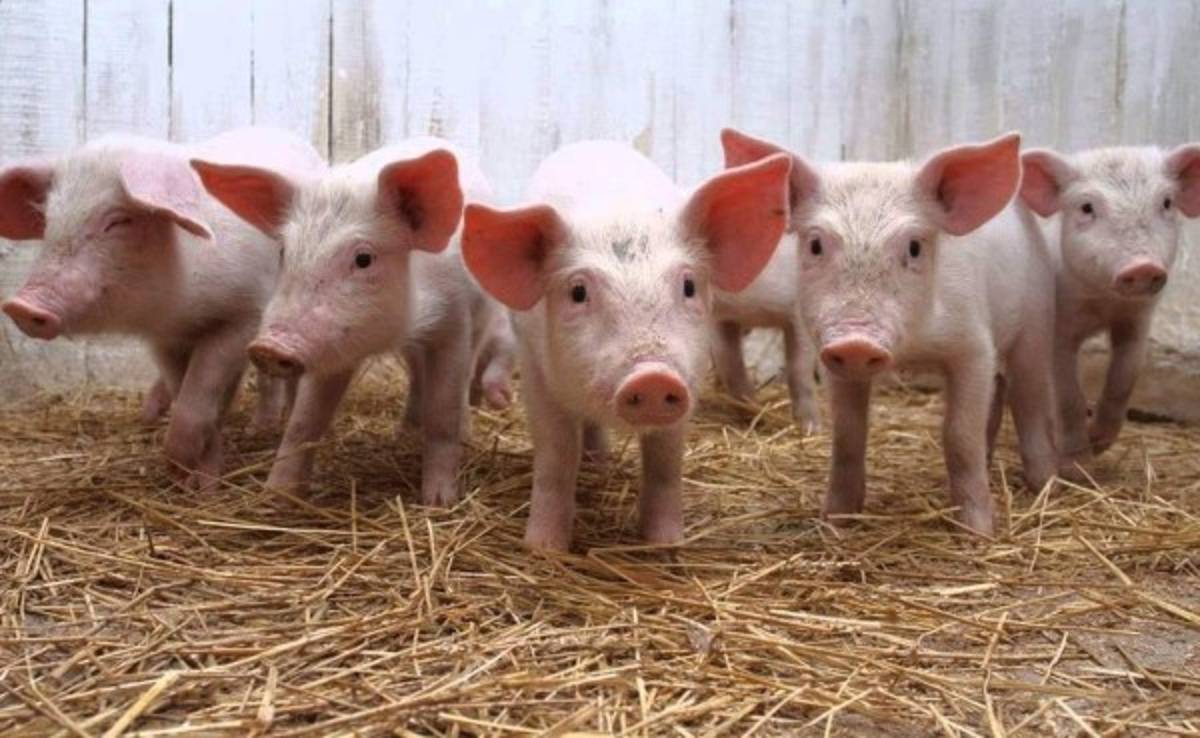 Científicos buscan crear órganos humanos en cerdos