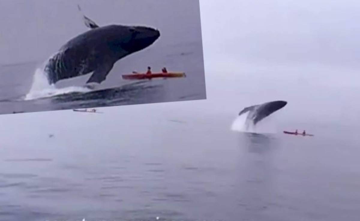 VIDEO: ¡Les cayó una ballena! de milagro se salvó pareja que practicaba kayak