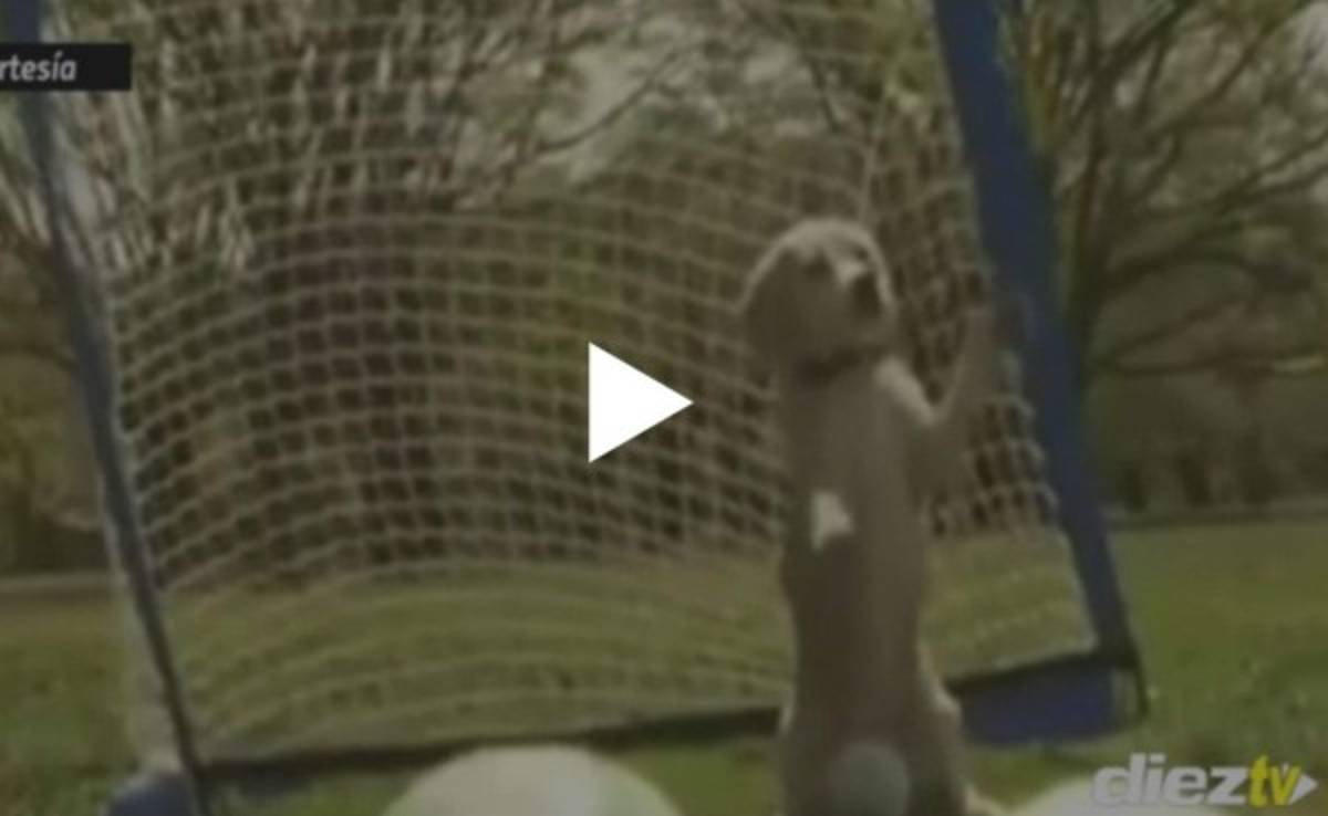 Perro portero enamora en la red por sus tapadas