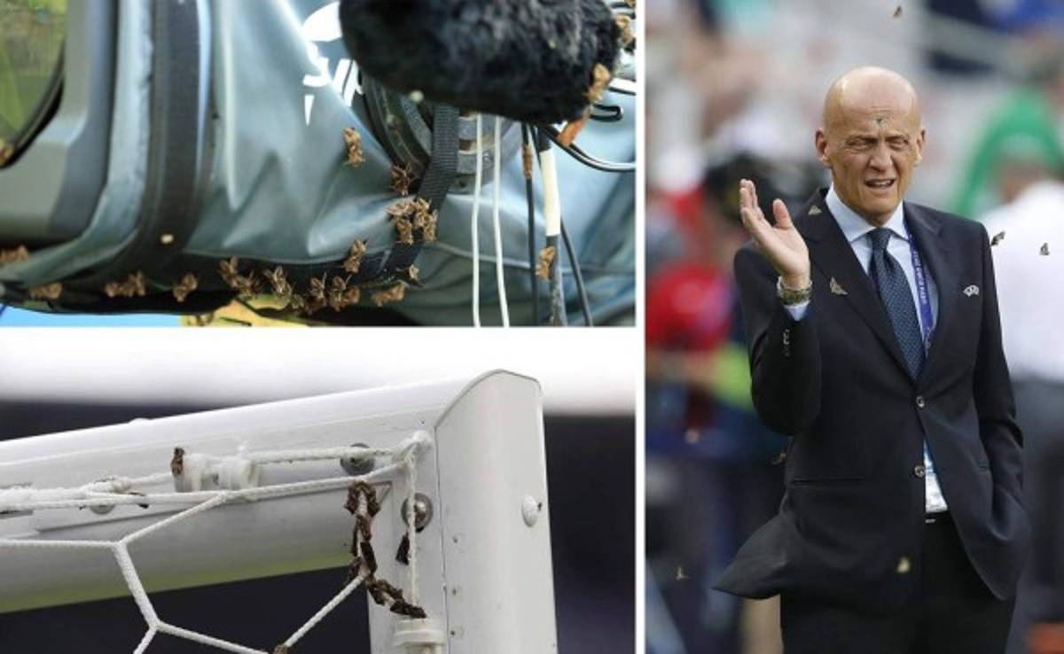 VIDEO: Una plaga ataca el Stade France previo a la final de la Eurocopa