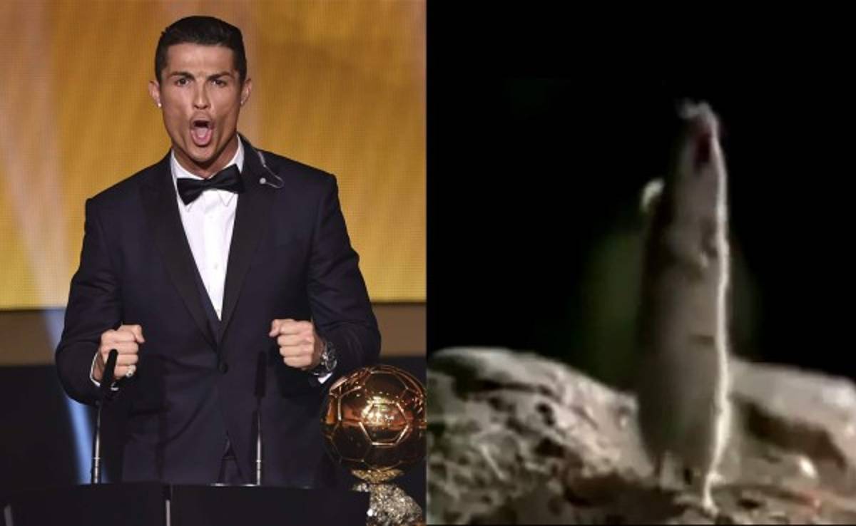 VIDEO: Hasta los animales imitan grito de Cristiano