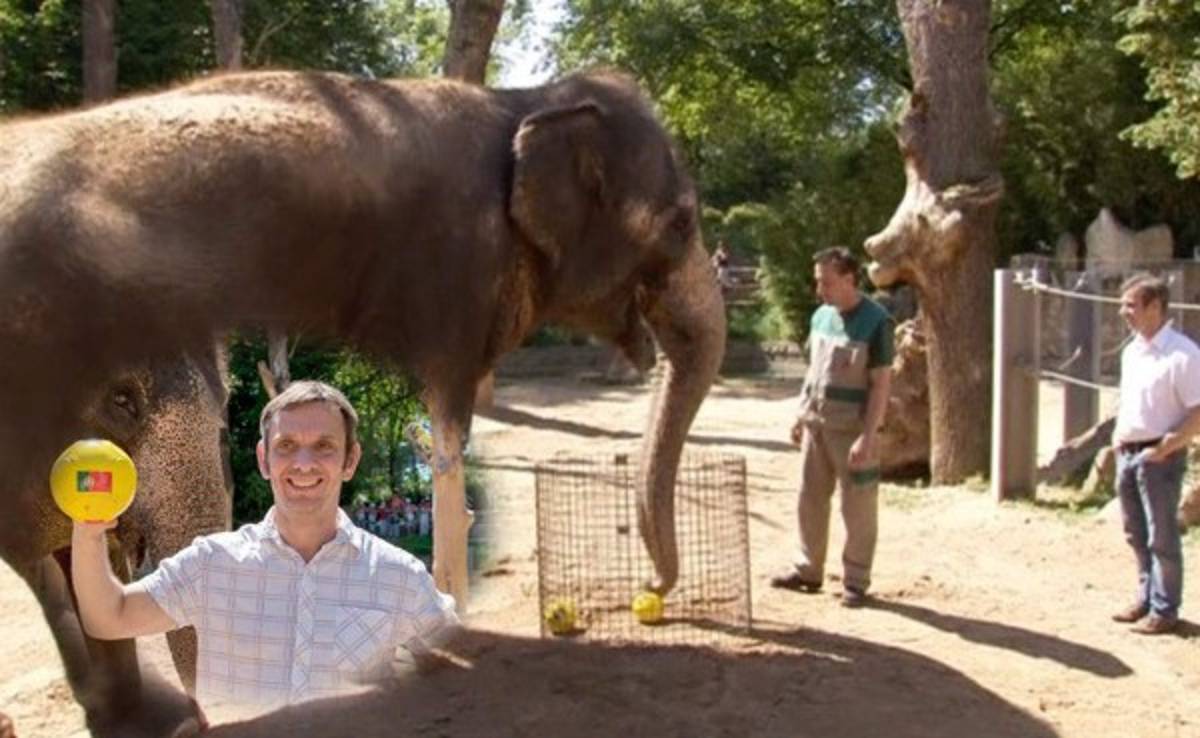 Un elefante 'oráculo' pronostica que Portugal será campeón de Europa