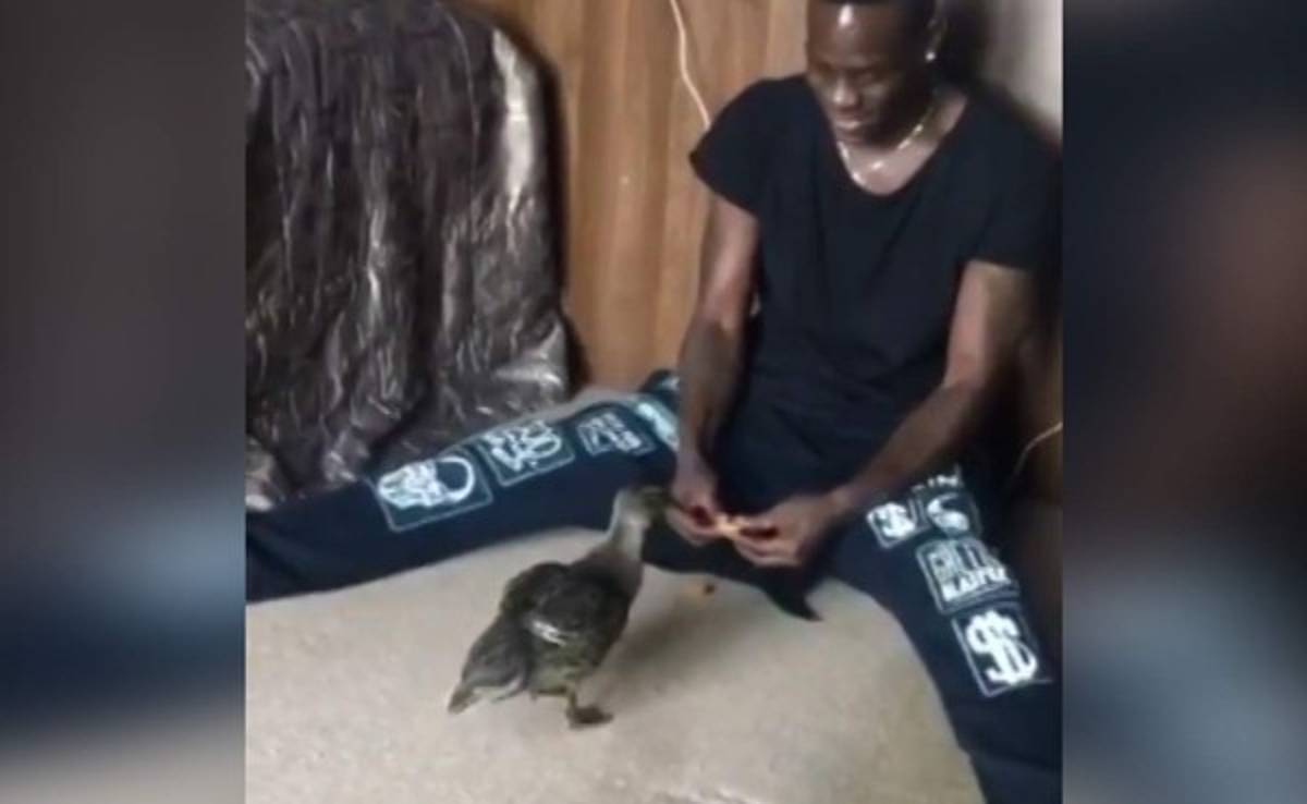 VIDEO: Mario Balotelli presume a sus nuevas mascotas en su cuenta de Instagram