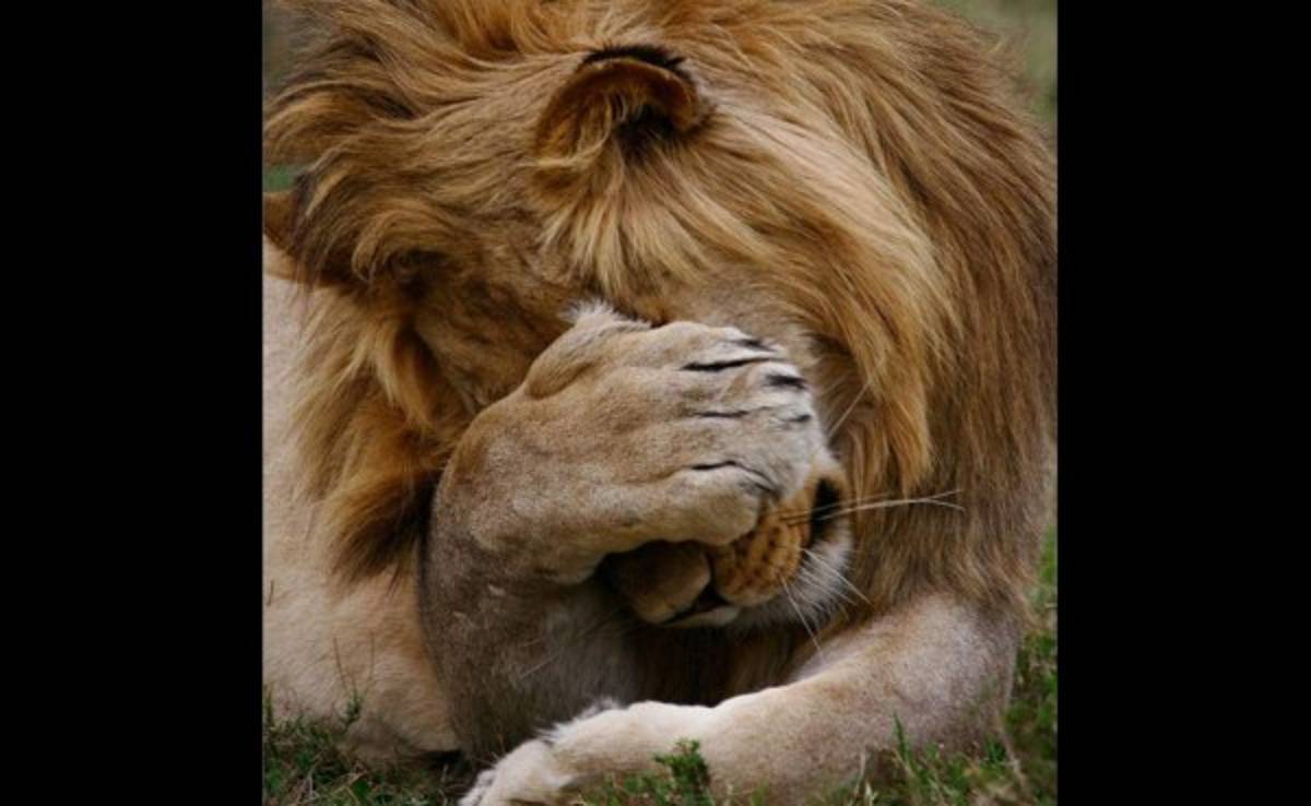 MEMES: La afición no perdona otra derrota del Olimpia