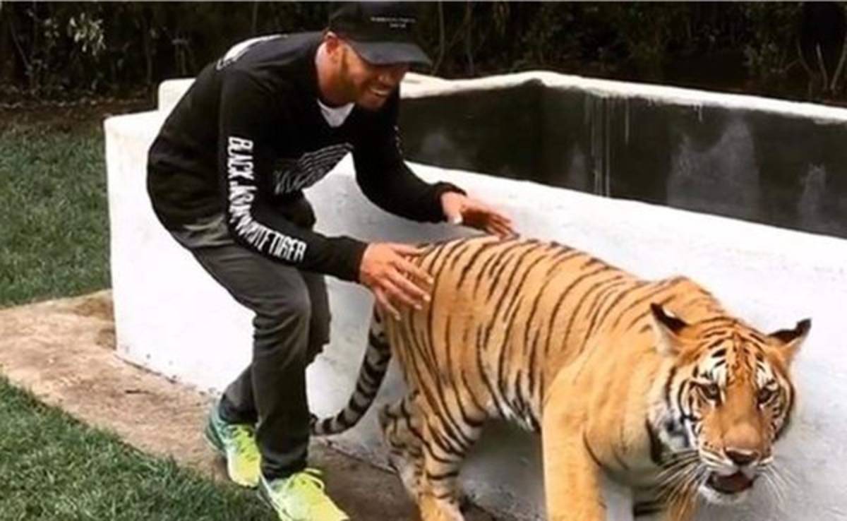 VIDEO: El actual líder de la Fórmula 1, Lewis Hamilton se atrevió a asustar a un tigre y sobrevive