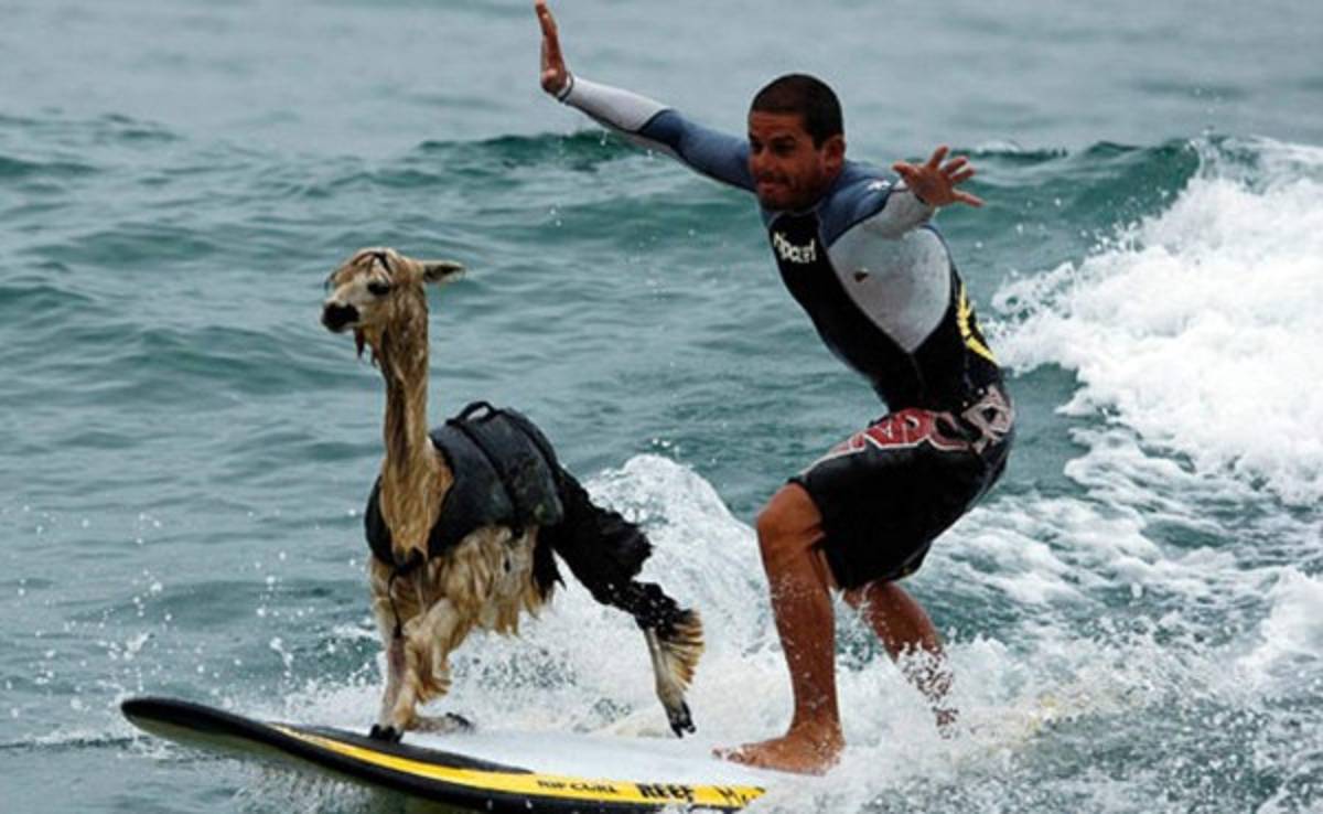 Estas son las fotos más curiosas del deporte en los últimos años