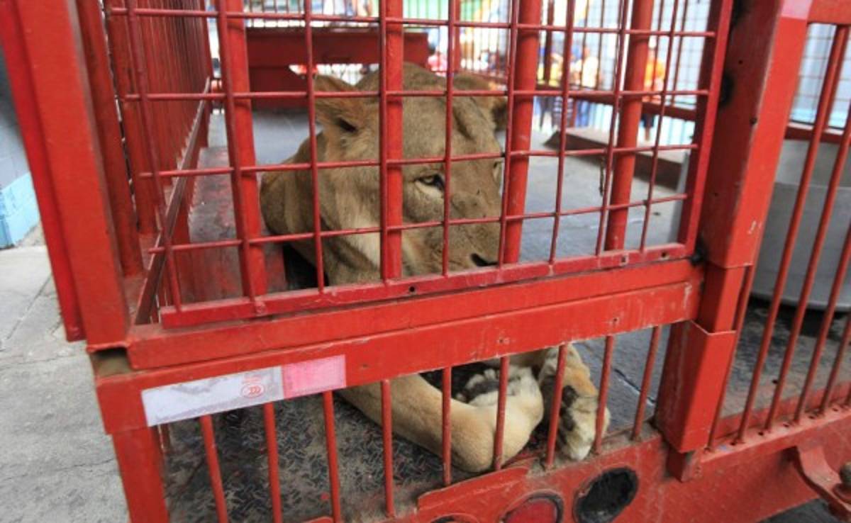 Dos leones están listos para rugir en el estadio Nacional