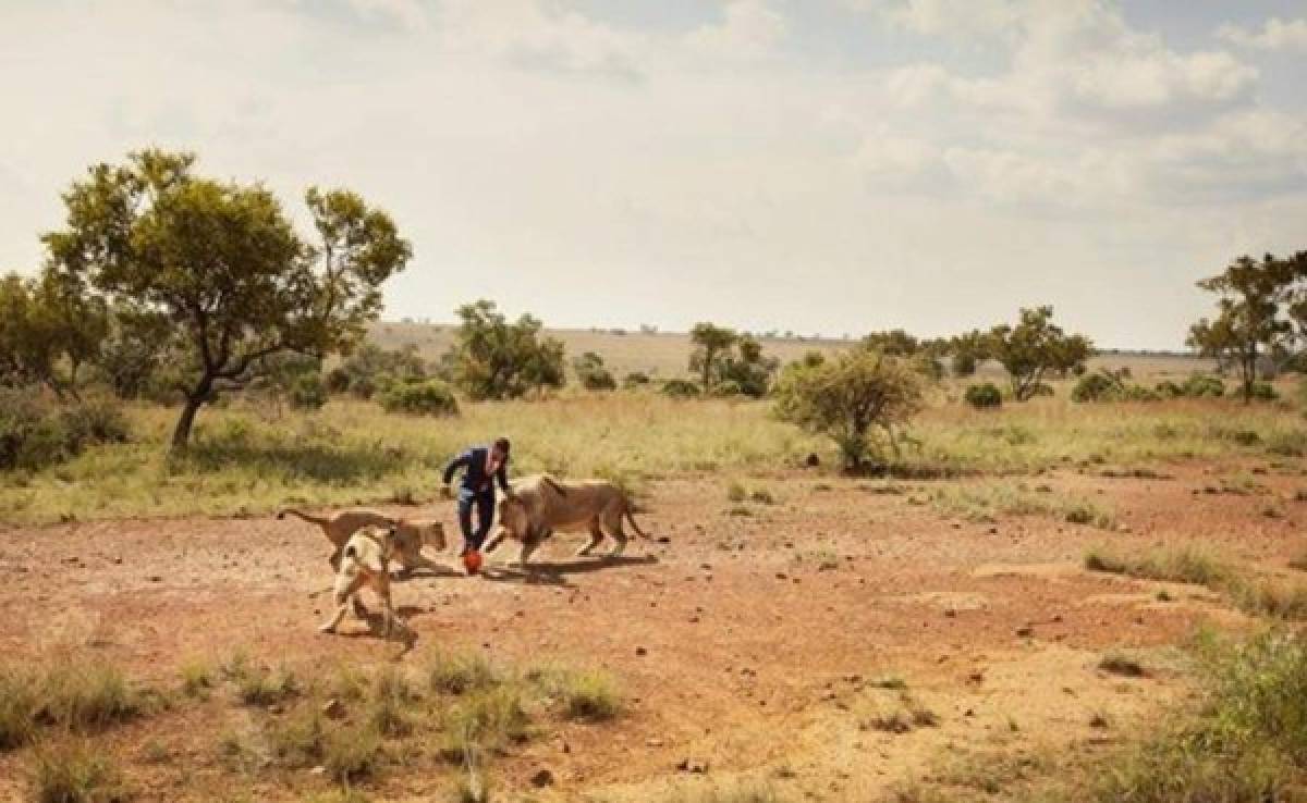 VIDEO: Zoólogo juega al fútbol con leones en Sudáfrica