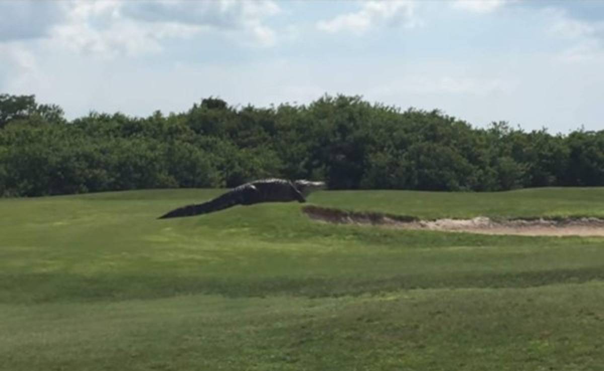 Cocodrilo gigante se pasea en un campo de golf en Florida