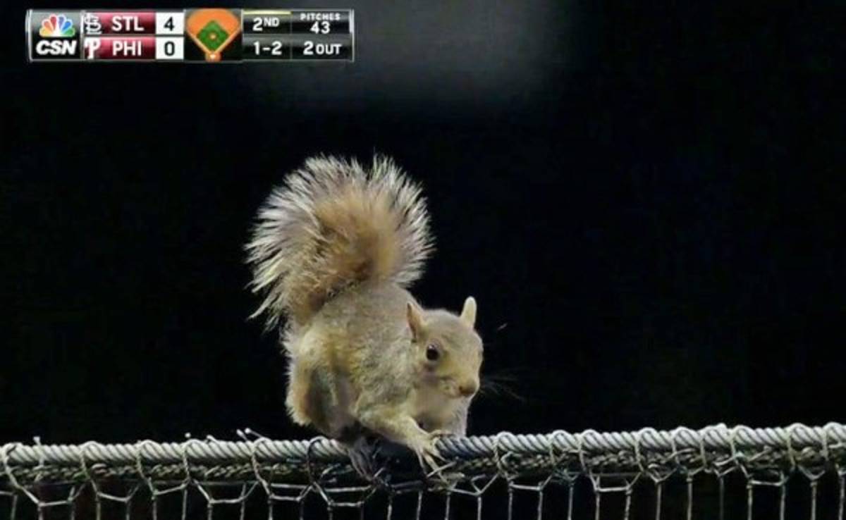 VIDEO: Ardilla se vuelve protagonista en juego de los Phillies