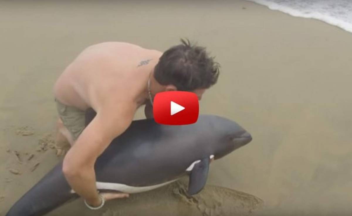 VIDEO: Se viraliza momento en que un hombre salva a un delfin
