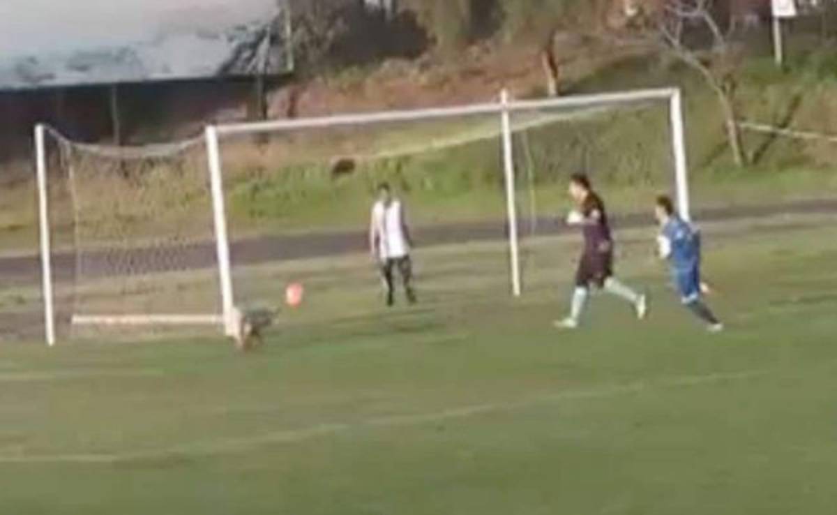 VIDEO: ¡Increíble! Perro evitó un gol en la segunda división de Chile