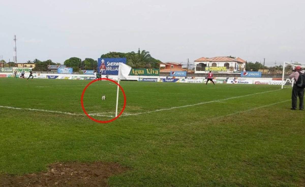 VIDEO: Un Gato vuelve a hacer de las suyas en el estadio Excélsior