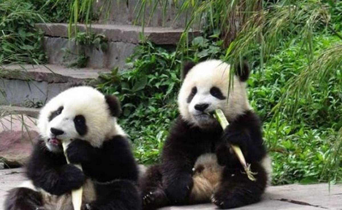 Osos pandas chinos se postulan como sucesores del pulpo Paul