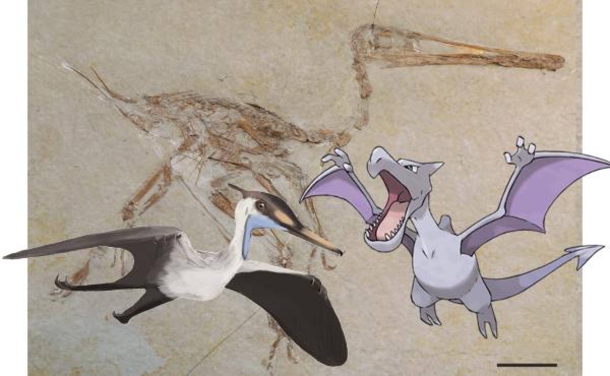 ¿Conocías estos animales reales nombrados en honor a especies de Pokémon?