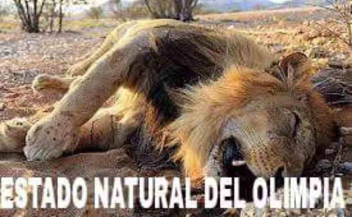 Real España y Olimpia caen y son atacados con divertidos memes