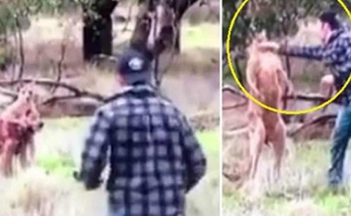 ¡Increíble! Un australiano peleó con un canguro para salvar a su perro
