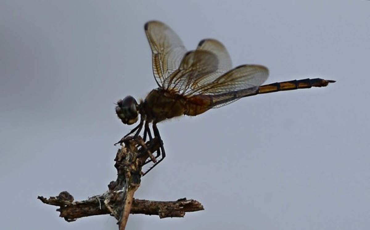 Fotos: Lluvias torrenciales del ciclón Eta resucitaron lagunas desaparecidas en San Pedro Sula
