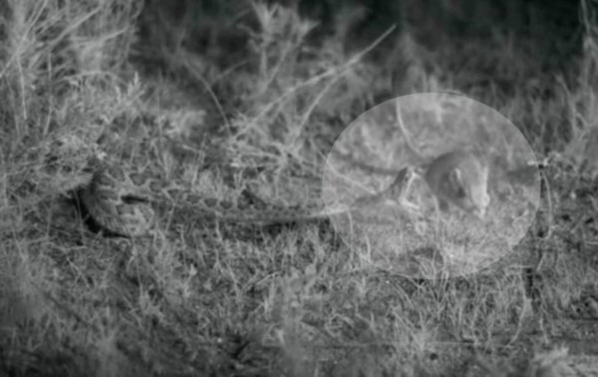 ¡IMPRESIONANTE! Un video en 3D muestra cómo un ratón se salva de una serpiente