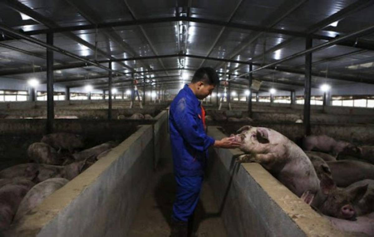 Los animales que China permitirá para el consumo humano ante la tragedia por coronavirus